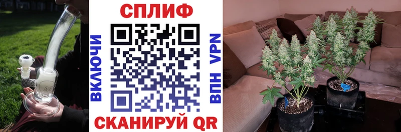 закладка  Голицыно  Каннабис конопля 